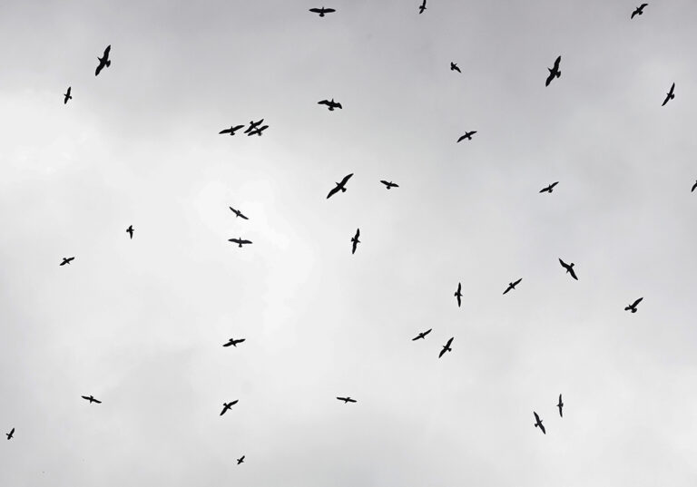 Bandada de pájaros en pleno vuelo
