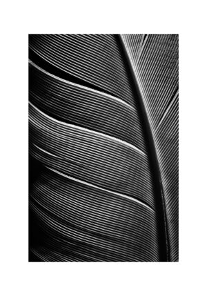Primer plano de detalles de una pluma