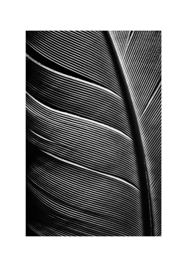 Primer plano de detalles de una pluma