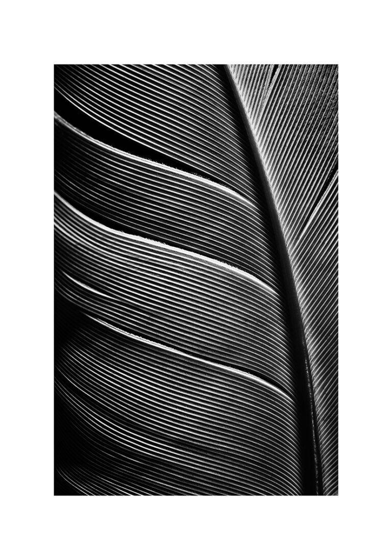 Primer plano de detalles de una pluma
