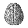 Ilustración detallada del cerebro humano
