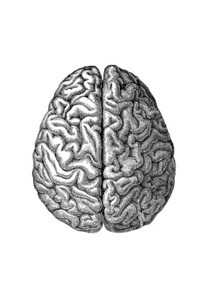 Ilustración detallada del cerebro humano