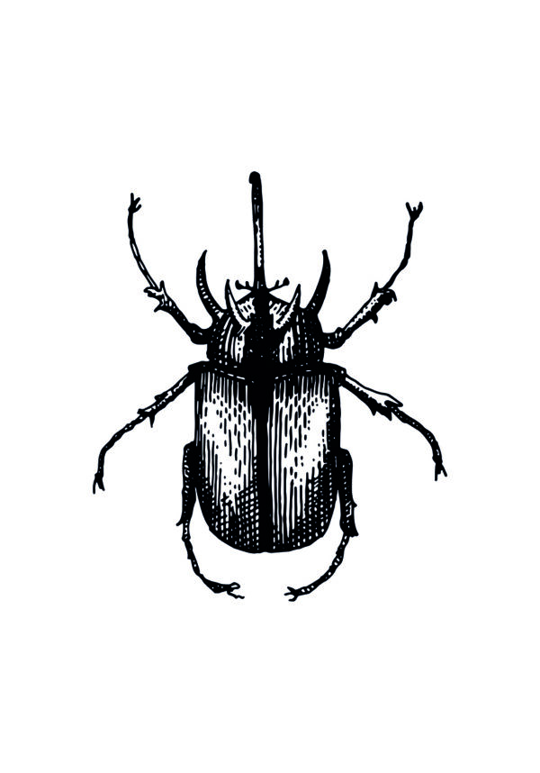 Ilustración entomológica detallada de un escarabajo