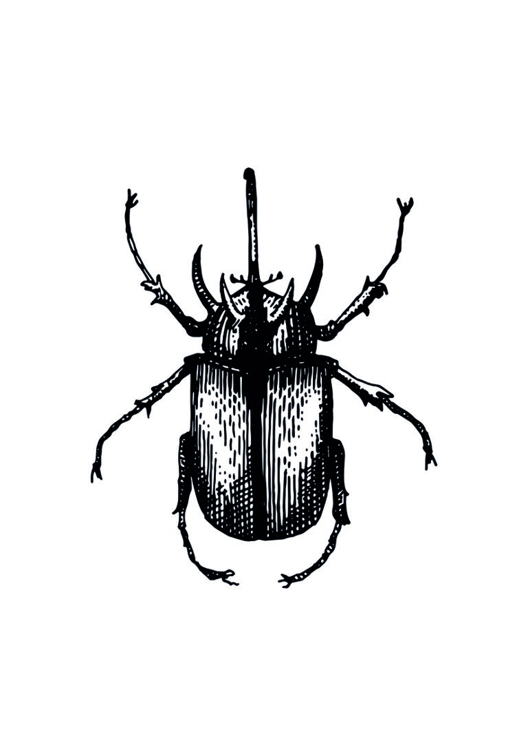 Ilustración entomológica detallada de un escarabajo