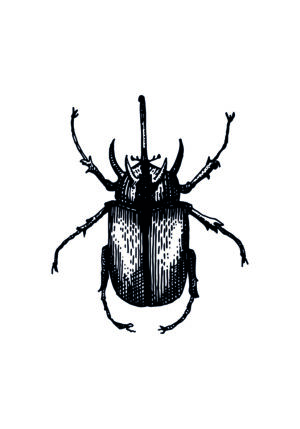 Ilustración entomológica detallada de un escarabajo