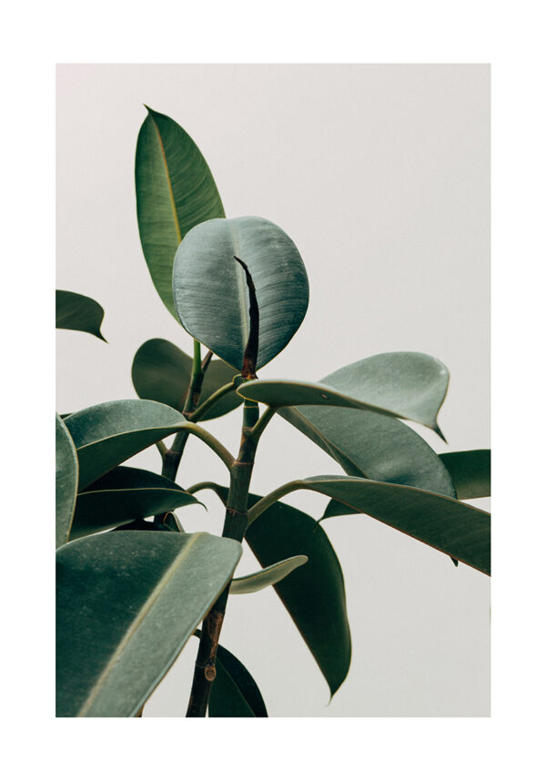Composición minimalista de follaje verde