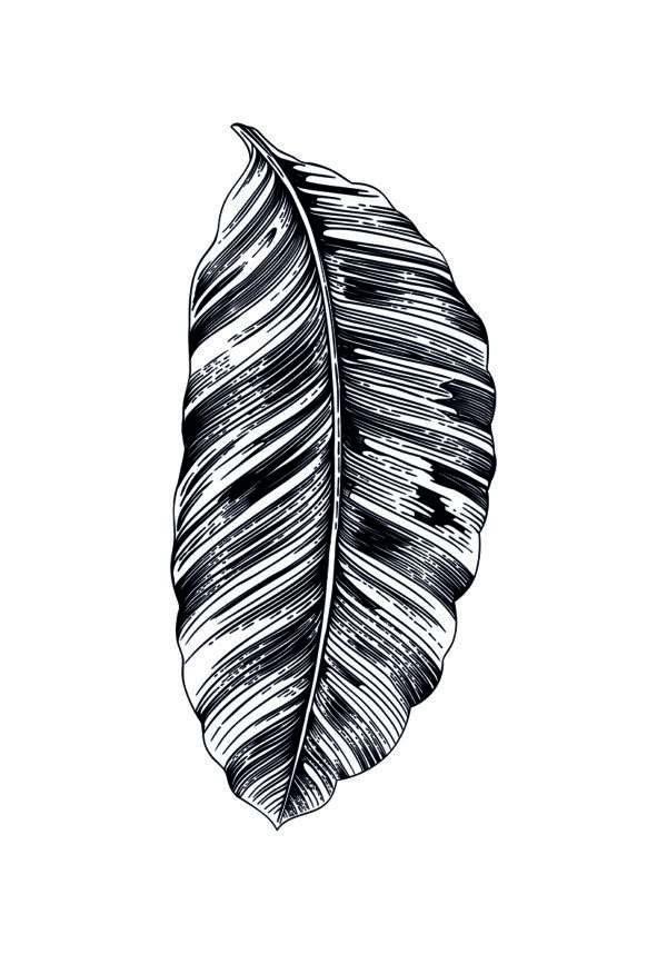 Ilustración intrincada de hoja de plátano