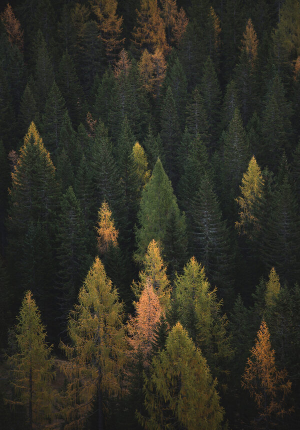 Bosque denso con colores otoñales