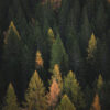 Bosque denso con colores otoñales