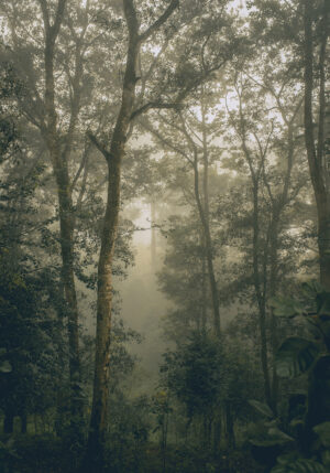 Bosque brumoso con atmósfera tranquila