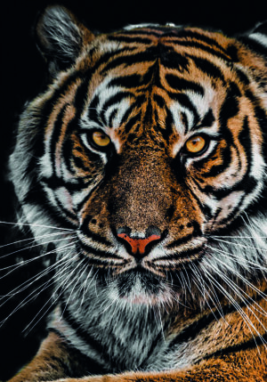 Retrato majestuoso de un tigre de Bengala
