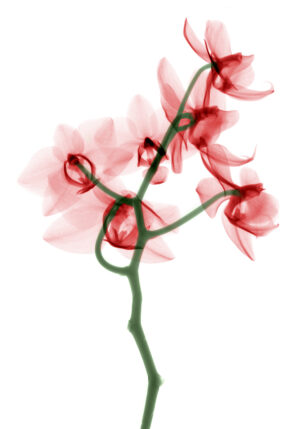 Orquídea en estilo de rayos X