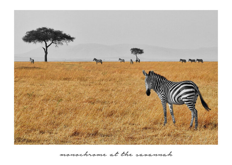 Cebra pastando en la sabana africana