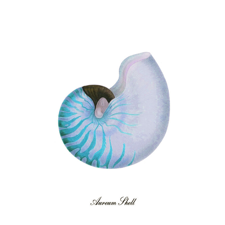 Diseño de concha inspirado en nautilus