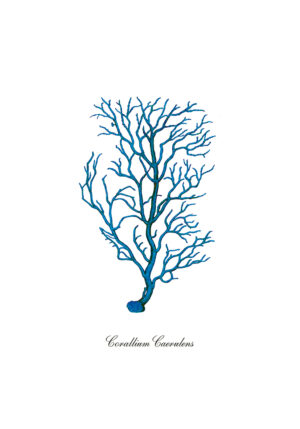 Ilustración botánica de coral azul