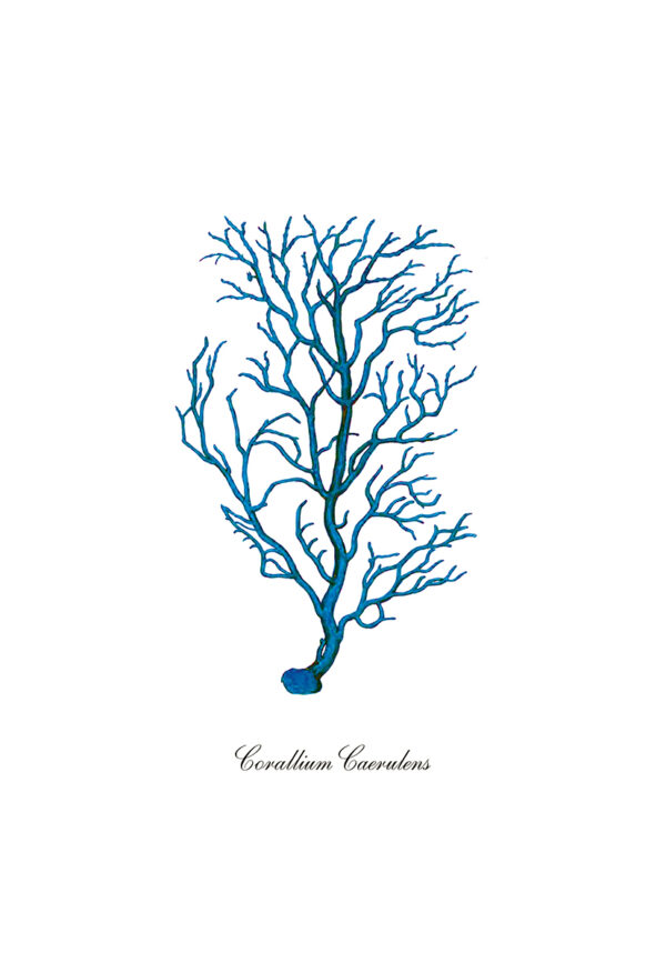 Ilustración botánica de coral azul