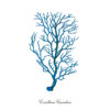 Ilustración botánica de coral azul