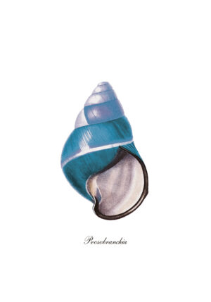 Pieza artística elegante con concha marina