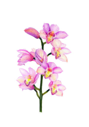 Orquídea rosa en acuarela elegante