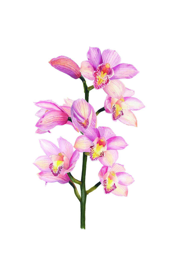 Orquídea rosa en acuarela elegante