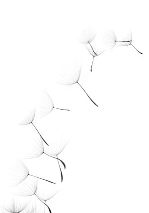 Diente de león minimalista y delicado en movimiento