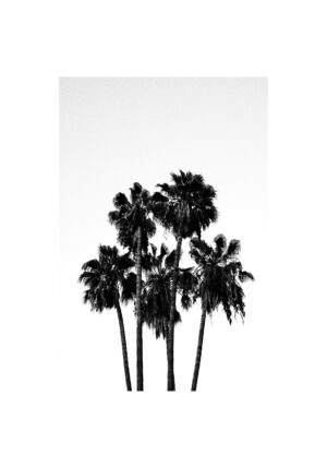 Obra en blanco y negro de palmeras