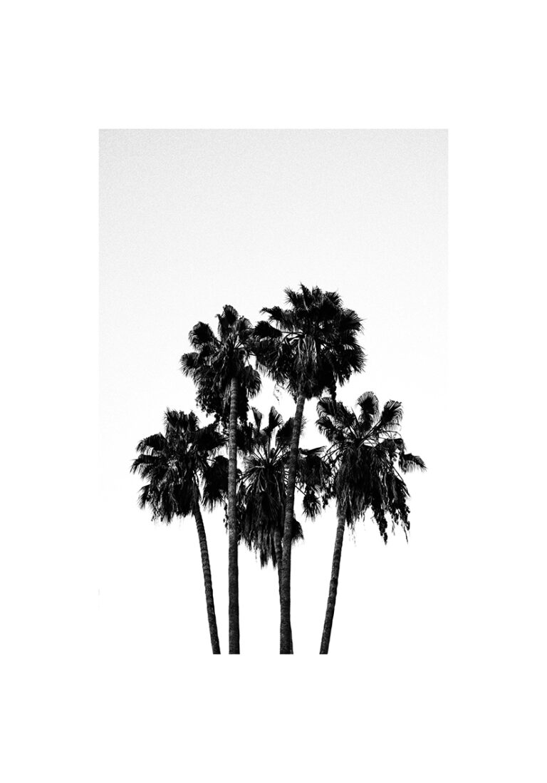 Obra en blanco y negro de palmeras