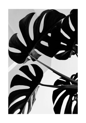 Arte botánico minimalista en blanco y negro