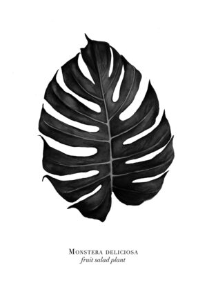 Ilustración monocromática de hoja de monstera