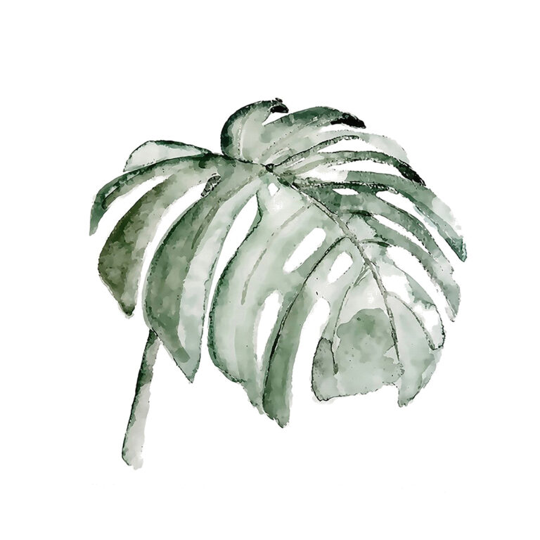 Ilustración de hoja de monstera en acuarela