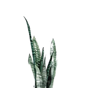 Diseño de sansevieria en tonos verdes