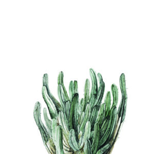 Ilustración de cactus en acuarela sobre fondo blanco