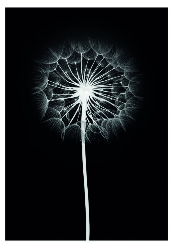 Diente de león elegante en blanco y negro