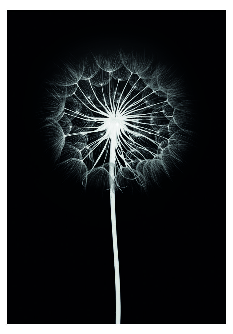 Diente de león elegante en blanco y negro