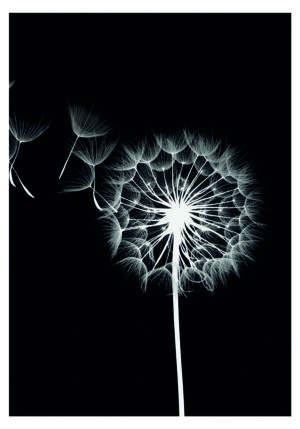 Diente de león delicado sobre fondo negro