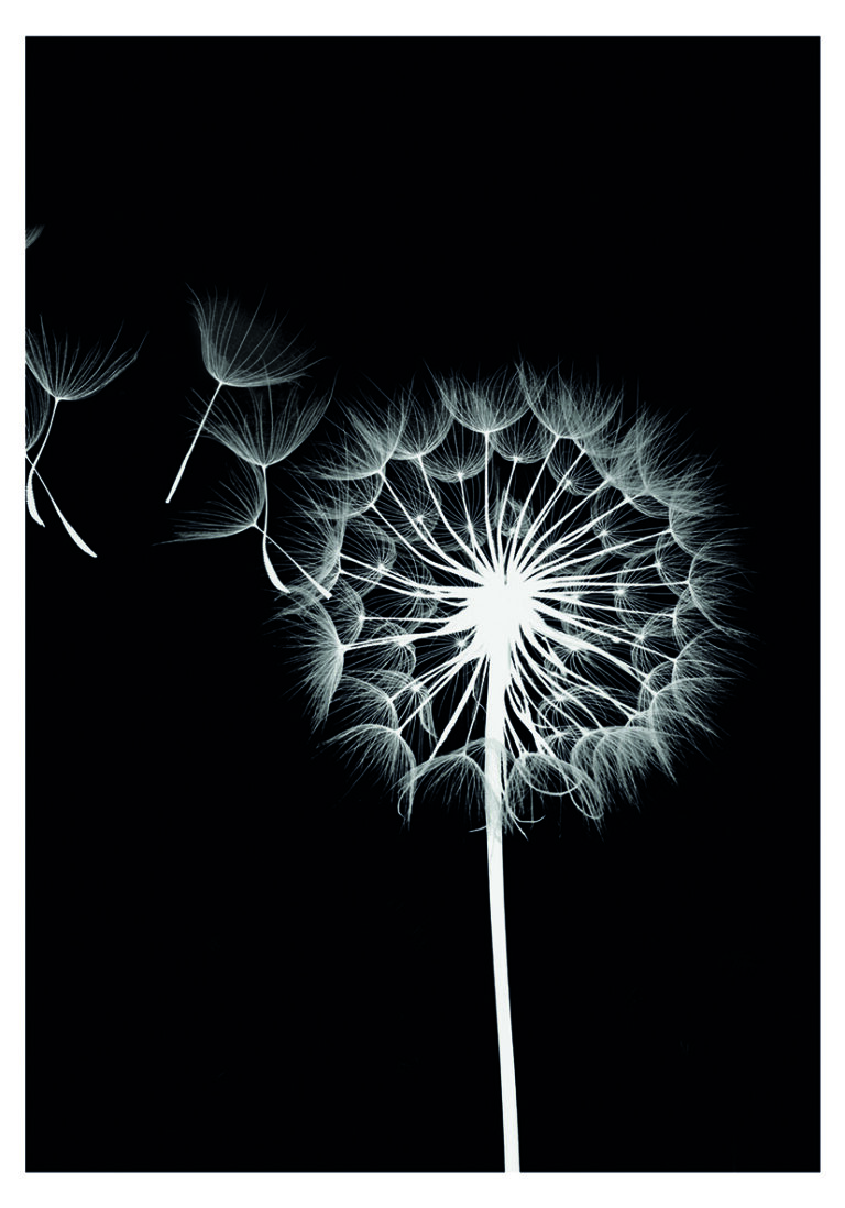 Diente de león delicado sobre fondo negro