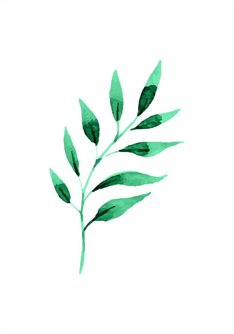 Hoja verde minimalista en acuarela