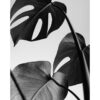 Hojas vegetales en blanco y negro