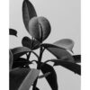 Obra botánica monocromática y minimalista