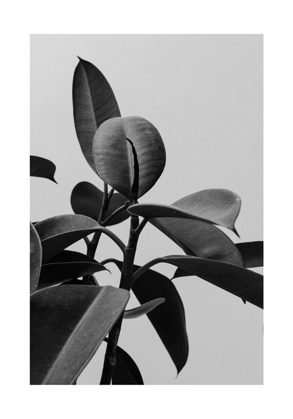 Obra botánica monocromática y minimalista