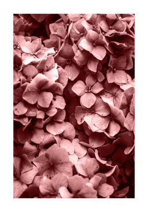 Macro de flor rosada en primer plano