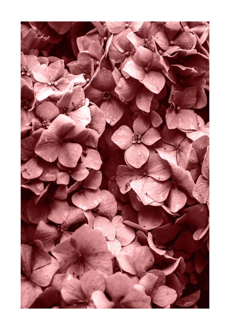 Macro de flor rosada en primer plano