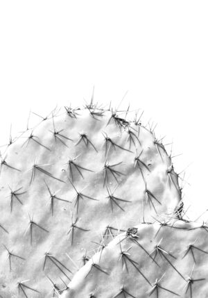 Primer plano minimalista de cactus