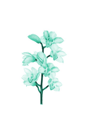 Ilustración artística de orquídea azul