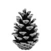 Ilustración de piña de pino en blanco y negro
