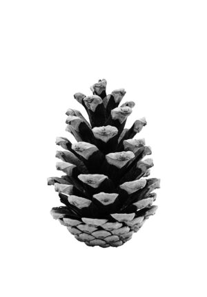 Ilustración de piña de pino en blanco y negro