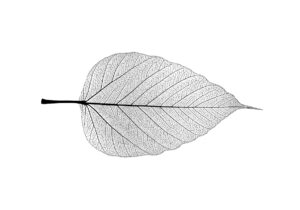 Obra botánica detallada de una hoja