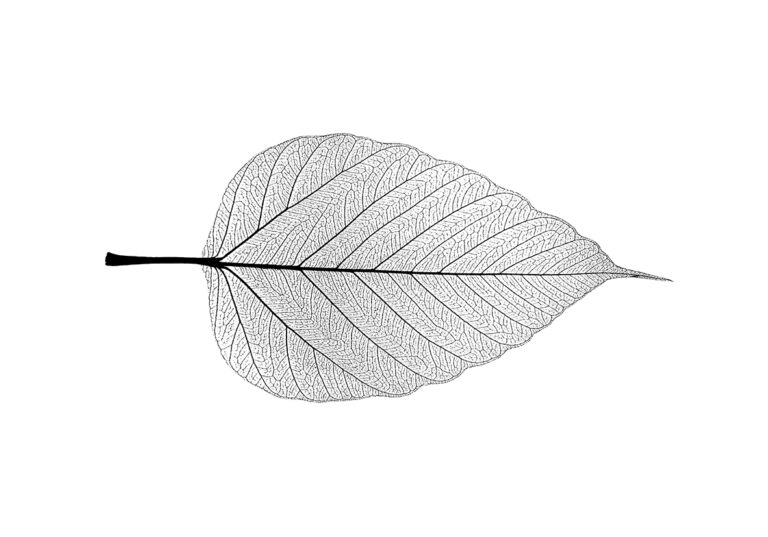 Obra botánica detallada de una hoja