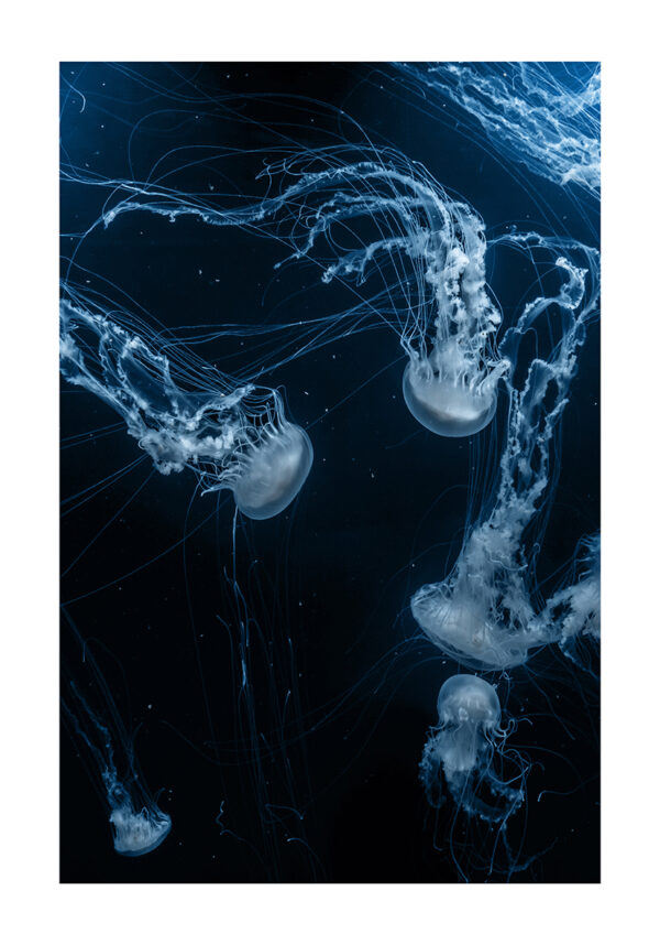 Medusas hipnóticas con brillo submarino