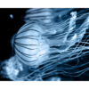 Gráciles medusas en movimiento bajo el agua